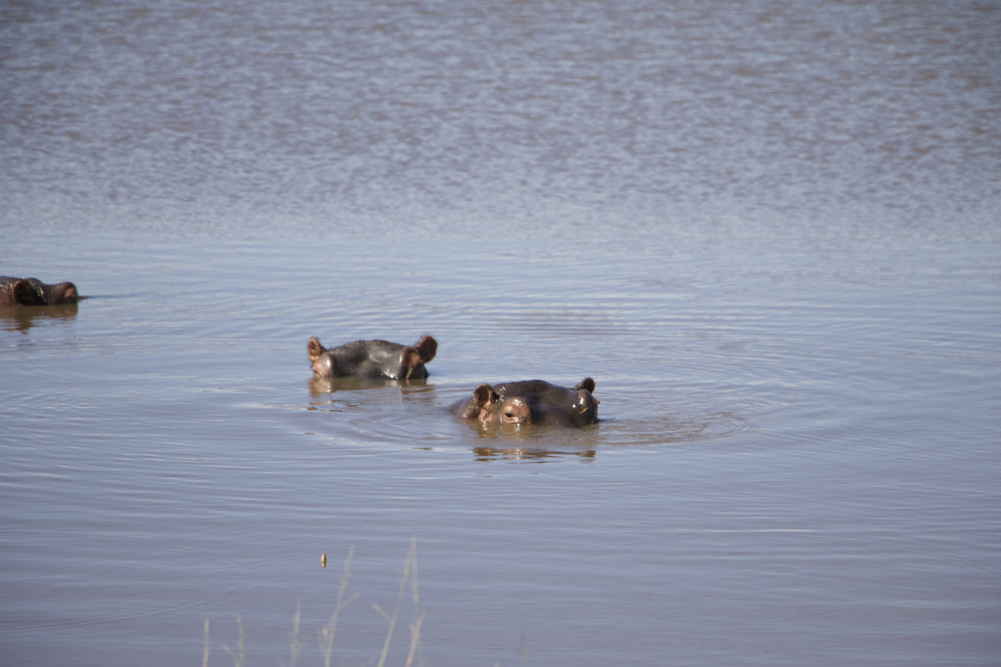 Zwei Nilpferde tauchen im Wasser und nur die Augen und die Ohren sind zu sehen.